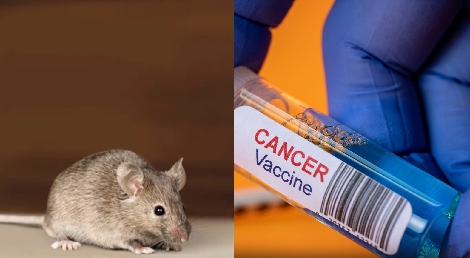 კიბოს ვაქცინამ თაგვებში სხვადასხვა სახის სიმსივნე შეაჩერა