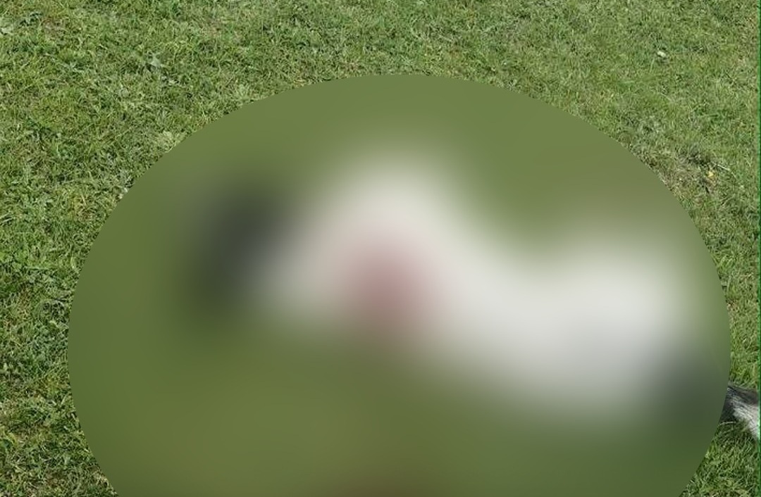 კაცი, რომელმაც საჩხერეში ძაღლს ესროლა და მოკლა, დაკავებულია